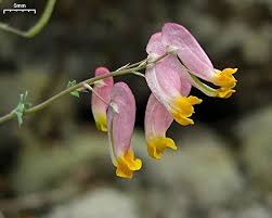 Corydalis Sempervirens Flower Seeds for Planting – Heirloom, Non-GMO, High Germination Organic Garden Seeds