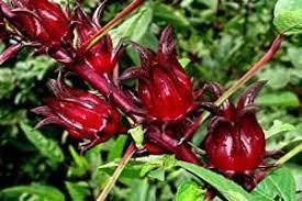 Belchanda Tengamora Vegetable Seeds for Planting – Heirloom Non-GMO Traditional Garden Seeds