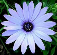Osteospermum Flower Seeds for Planting – Heirloom, Non-GMO, High Germination