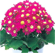 Pink Cineraria Flower Seeds for Planting – Heirloom, Non-GMO, High Germination Cut Flower Favorite