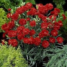 Carnation Dianthus Flower Seeds for Planting – Heirloom, Non-GMO, High Germination Organic Garden Seeds
