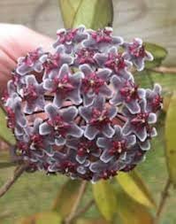 Hoya Flower Seeds for Planting – Heirloom, Non-GMO, High Germination Long Bloom Season