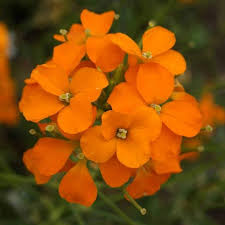 Orange Wallflower Seeds for Planting – Heirloom, Non-GMO, Organic Garden Seeds with High Germination Rate