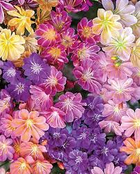 Flower Seeds, Seeds,Seeds For Planting,Plant Seeds