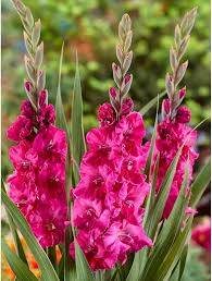 Pink Gladiolus Flower Seeds for Planting – Heirloom, Non-GMO, Vibrant Colors Organic Garden Seeds