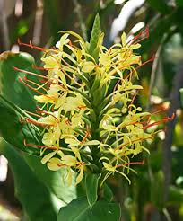 Hedychium Gardnerianum Flower Seeds for Planting – Heirloom, Non-GMO, High Germination Organic Garden Seeds