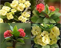 Heirloom Euphorbia Mayurnathanii Flower Seeds for Planting – Fragrant Blossoms, Non-GMO, High Germination