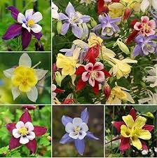 Tower Columbine Flower Seeds for Planting – Heirloom, Non-GMO, High Germination Sun-Loving Blooms