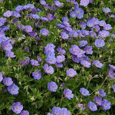 Rozanne Flower Seeds for Planting – Heirloom Non-GMO Seeds for Home Garden, High Germination