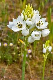 Ornithogalum Saundersiae Flower Seeds for Planting – Heirloom, Non-GMO, Low Maintenance Organic Garden Seeds