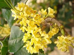 Osmanthus Flower Seeds for Planting – Heirloom, Non-GMO, Colorful Display, High Germination