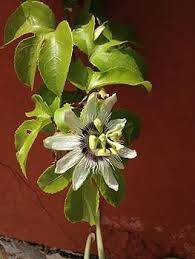 Heirloom Passion Flower Seeds – Non-GMO, High Germination Organic Garden Seeds