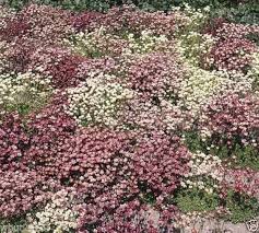 Heirloom Saxifraga Mossy Flower Seeds for Planting – Non-GMO, High Germination Organic Garden Seeds