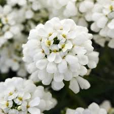 Flower Seeds, Seeds,Seeds For Planting,Plant Seeds