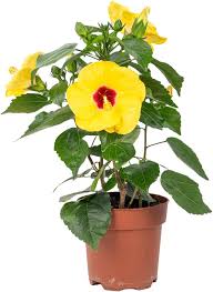 Yellow Hibiscus Flower Seeds for Planting – Heirloom, Non-GMO, Premium Organic Garden Seeds