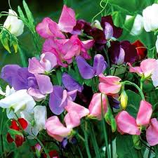 Heirloom Peas Flower Seeds for Planting | Non-GMO, High Germination, Organic Garden Seeds