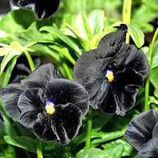 Wanchen Pansy Flower Seeds for Planting – Easy to Grow, Heirloom, Non-GMO, High Germination
