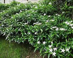 Tabernaemontana Flower Seeds for Planting - Heirloom, Non-GMO, Organic Garden Seeds, High Germination