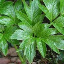 ashitabaseedlings
vitaminherbashitaba
ashitabaorganic