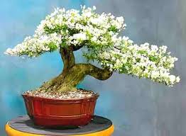 White Simsii Bonsai Flower Seeds for Planting - Heirloom, Non-GMO, Drought-Tolerant Organic Garden Seeds