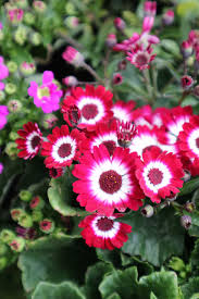 Burgundy Cineraria Flower Seeds for Planting – Heirloom, Non-GMO, High Germination Organic Garden Seeds for Shade-Loving Blooms