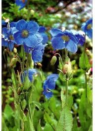 Meconopsis Betonicifolia Flower Seeds for Planting – Heirloom, Non-GMO, Pollinator Friendly Organic Garden Seeds