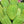 Bitter Gourd Round Green Chinese Variety flower seeds for planting - Heirloom & Non-GMO Garden Seeds