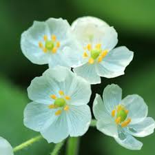 Skeleton Flower Seeds for Planting - Seasonal Bloomer, Heirloom, Non-GMO, High Germination Organic Garden Seeds