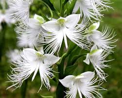 Egret Orchid Flower Seeds for Planting - Heirloom, Non-GMO, High Germination Organic Garden Seeds