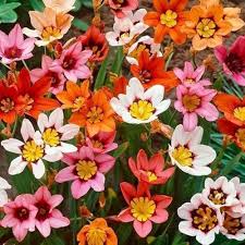 Sparaxis Flower Seeds for Planting – Cottage Garden Essential, Heirloom, Non-GMO, High Germination