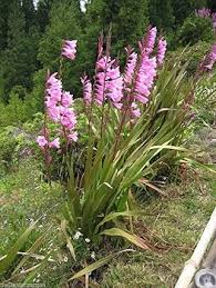 Watsonia Borbonica Flower Seeds for Planting – Wildflower Mix Heirloom Non-GMO High Germination Organic Garden Seeds