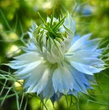 Heirloom Nigella Damascus Flower Seeds for Planting – Non-GMO, High Germination Organic Garden Seeds