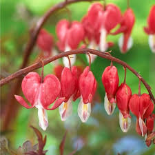 Bleeding Hearts Flower Seeds for Planting – Heirloom, Non-GMO, Cottage Garden Essential, High Germination