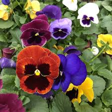Pansy Swiss Flower Seeds for Planting – Heirloom, Non-GMO, Pollinator Friendly