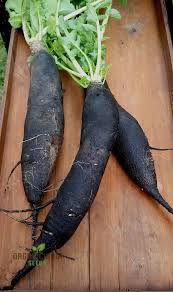 Radish Seeds for Planting Black – Heirloom Non-GMO, Crisp Flavorful Organic Garden Seeds, High Germination