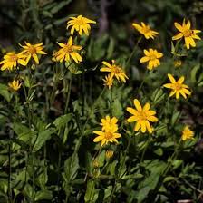 Heirloom Arnica Montana Flower Seeds for Planting – Seasonal Bloomer, Non-GMO, High Germination