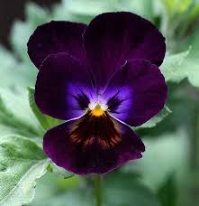 Pansy Flower Seeds for Planting – Heirloom, Non-GMO, High Germination Cut Flower Favorite