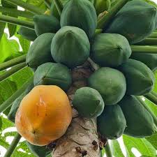 Mixed Papaya fruit seeds for planting - Heirloom & Non-GMO Garden seeds
