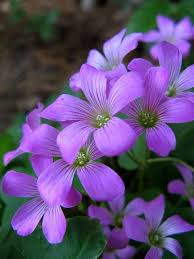 Purple Oxalis Stricta Flower Seeds for Planting – Non-GMO, High Germination Heirloom Organic Garden Seeds