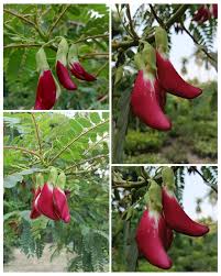 Sesbania Grandiflora Flower Seeds for Planting – Fragrant Blossoms, Heirloom, Non-GMO