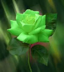 Green Roses Flower Seeds for Planting – Compact Growth, Heirloom, Non-GMO, High Germination