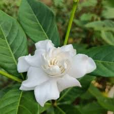 Cape Jasmine Jasminoides Fragrant White Shrub Flower Seeds for Planting | Low Maintenance Heirloom Non-GMO Organic Garden Seeds