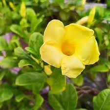 Yellow Yanosik Flower Seeds for Planting – Shade-Tolerant Heirloom, Non-GMO, High Germination Garden Seeds