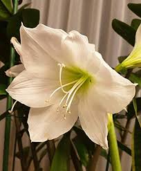 Light Green Hippeastrum Rutilum Flower Seeds for Planting – Heirloom, Non-GMO, Low Maintenance Organic Seeds