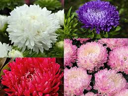 Duchess Paeony Aster Flower Seeds for Planting – Hardy Variety, Heirloom, Non-GMO, High Germination Organic Garden Seeds