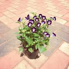 Torenia Flower Seeds for Planting – Colorful Display, Heirloom &amp; Non-GMO Seeds
