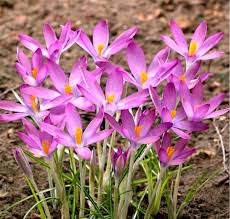 Autumn Crocus Flower Seeds for Planting – Garden Favorite Heirloom, Non-GMO, High Germination Garden Seeds