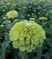Green Zinnia Elegans Flower Seeds for Planting – Heirloom, Non-GMO Premium Organic Garden Seeds