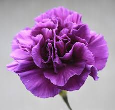 Violet Carnation Dianthus Caryophyllus Seeds – Heirloom Non-GMO Cottage Garden Seeds