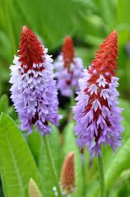 Pink Vialii Flower Seeds for Planting – Cut Flower Favorite Heirloom Non-GMO Garden Seeds